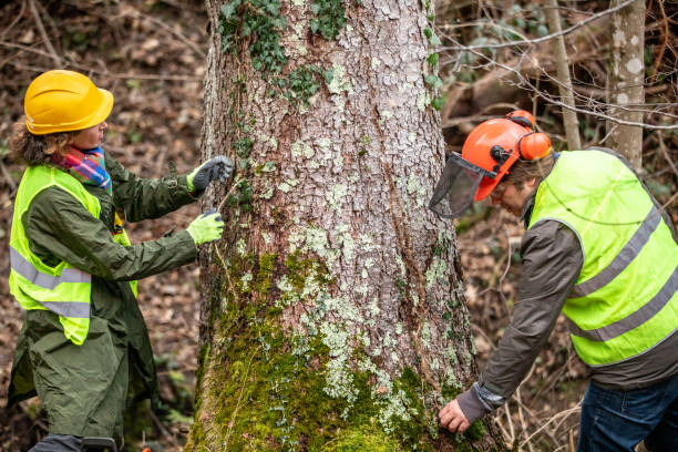 Best Tree Health Inspection  in Village Of Waukesha, WI